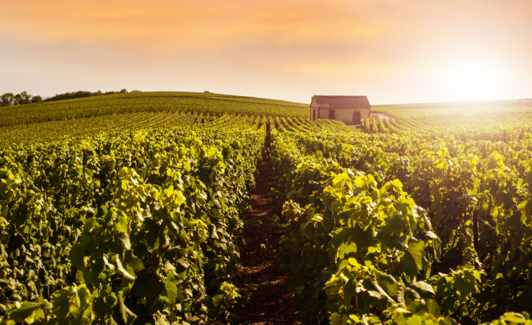 Photo vignoble